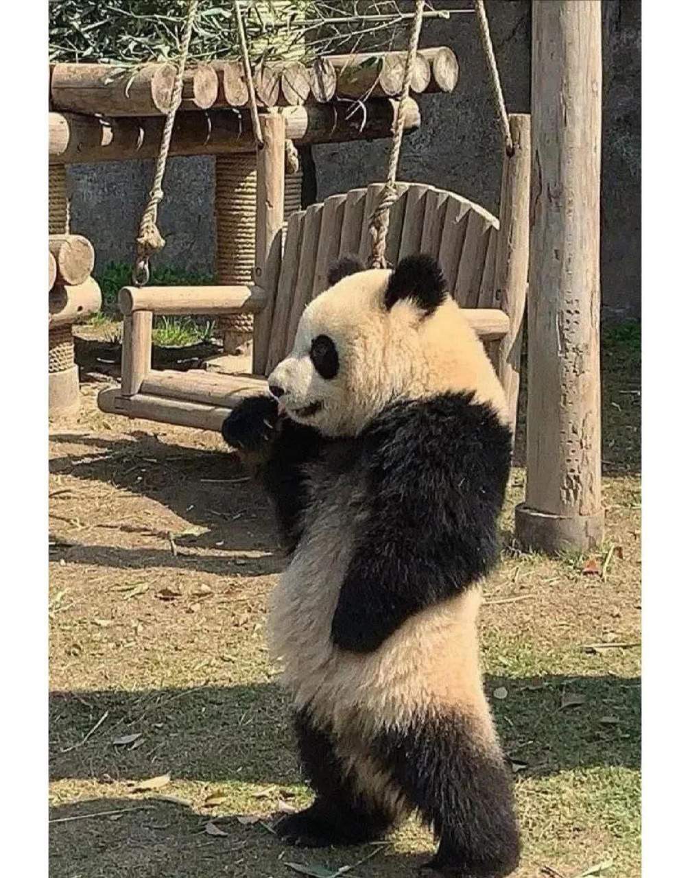 但这让我非常棒,我可以双手叉腰.[抠鼻][三哈][坏笑]