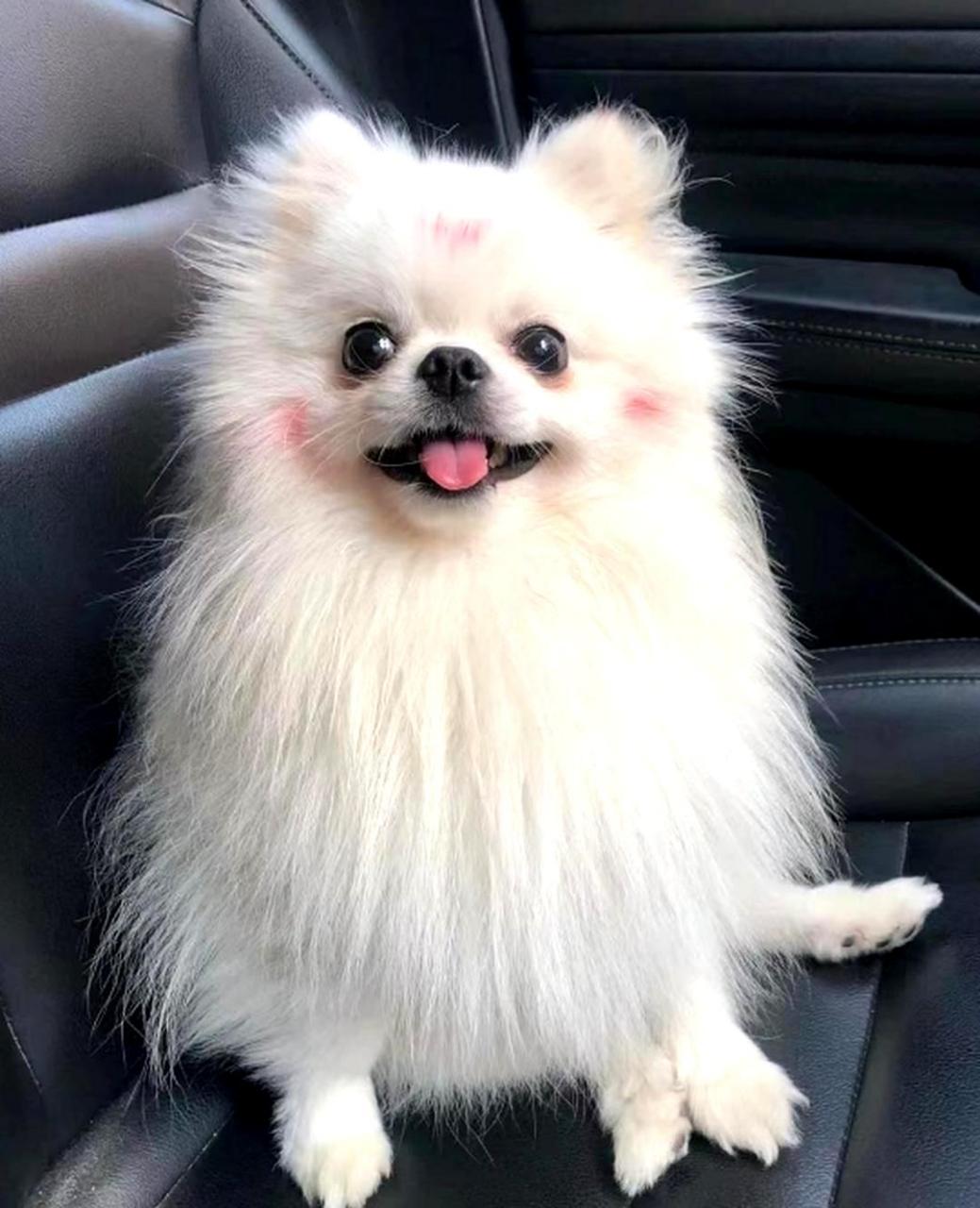 这只小狗狗看起来真是可爱呢!