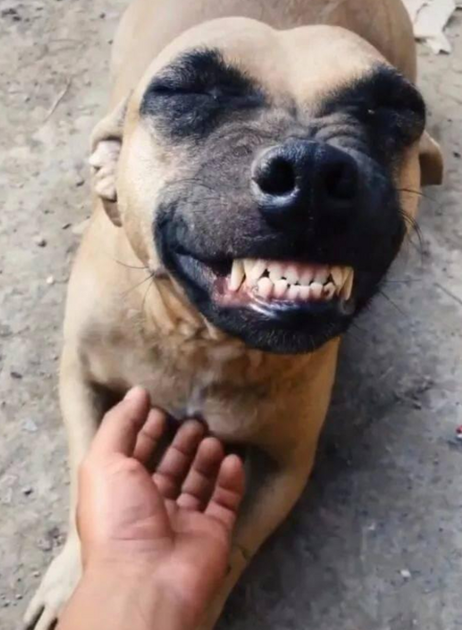 被主人挠痒痒,狗子开心得笑出龅牙,丑萌的样子太可爱了