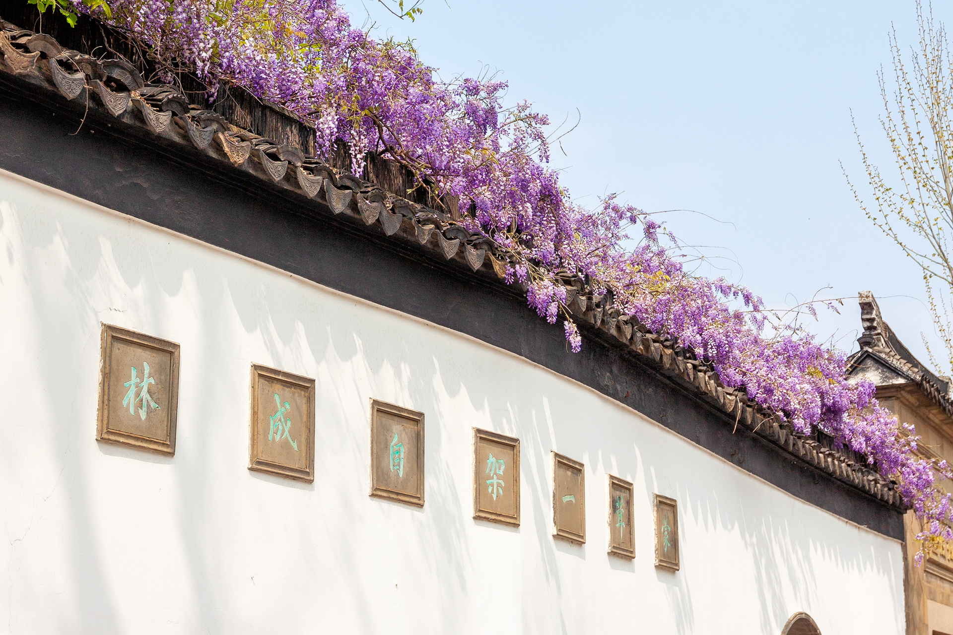 每年四月,当紫藤花开时,苏州人都要去位于拙政园边上的忠王府,看一眼