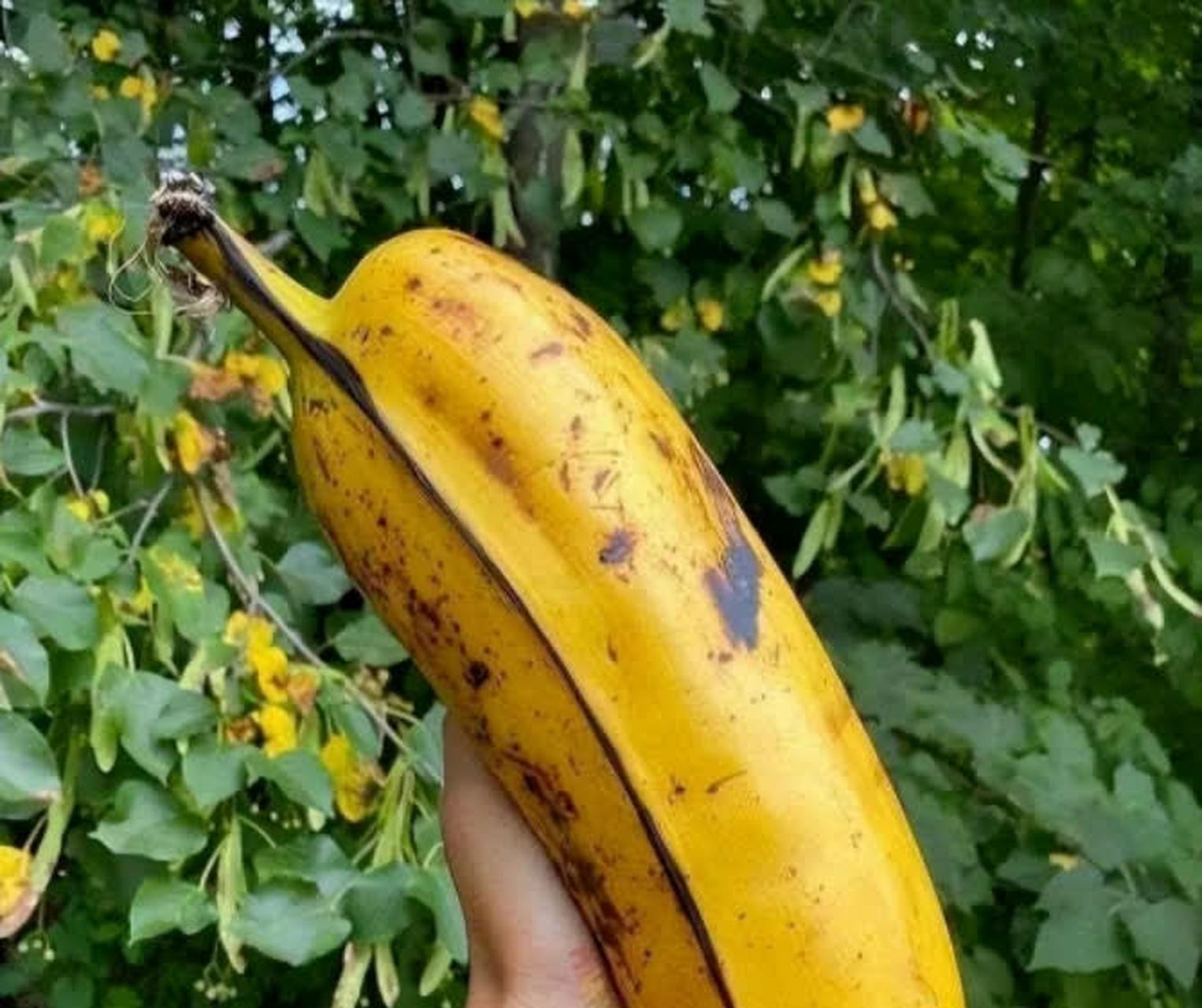 生长在夏威夷的巨型香蕉[三哈]