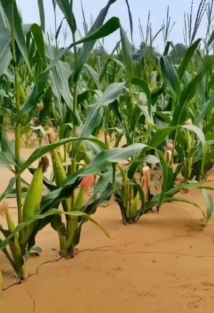 河北涿州洪涝过后,有网友发布,玉米地里淤泥一米多深!#自然灾害