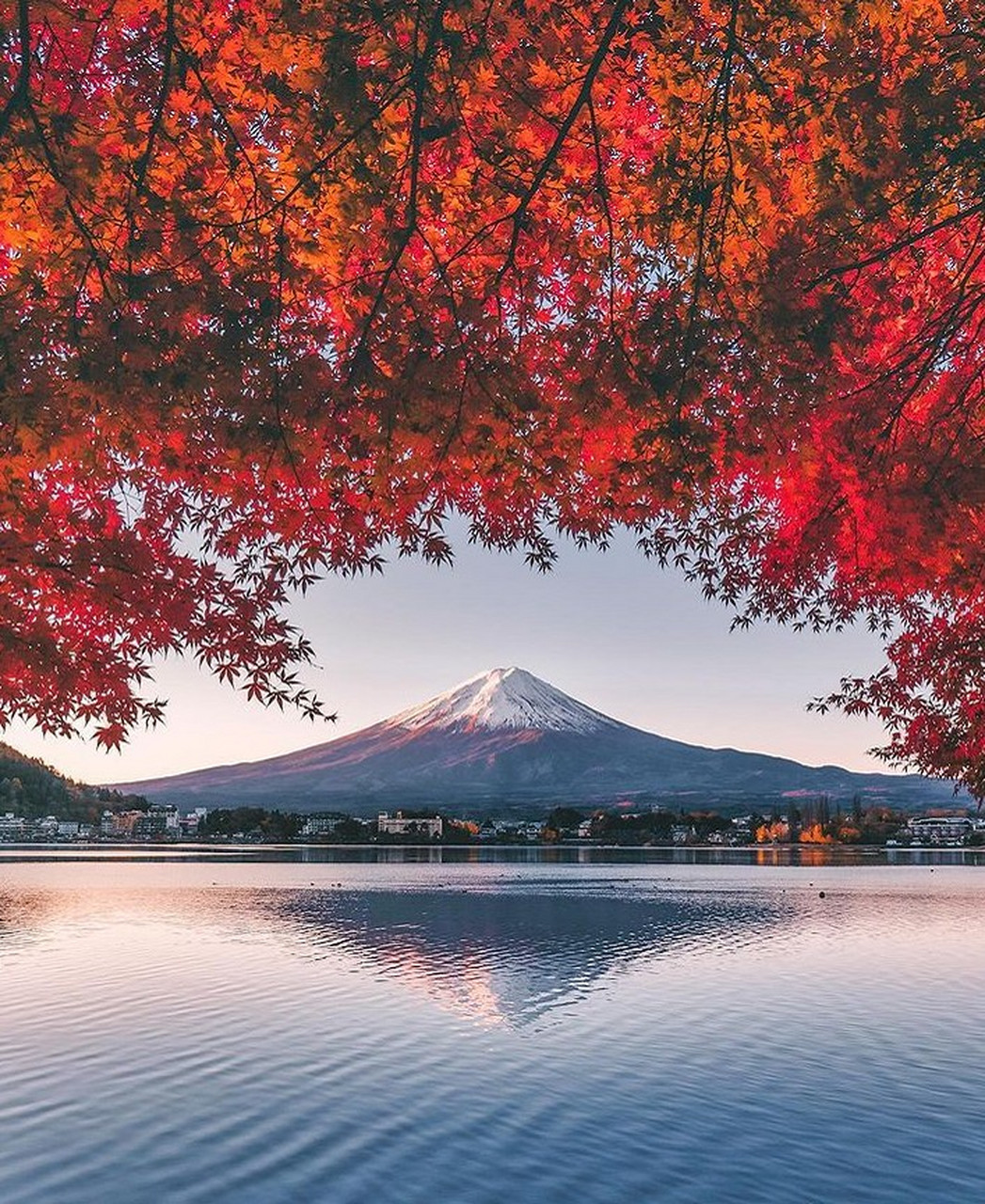 红叶季的富士山,是一幅极美的画卷.