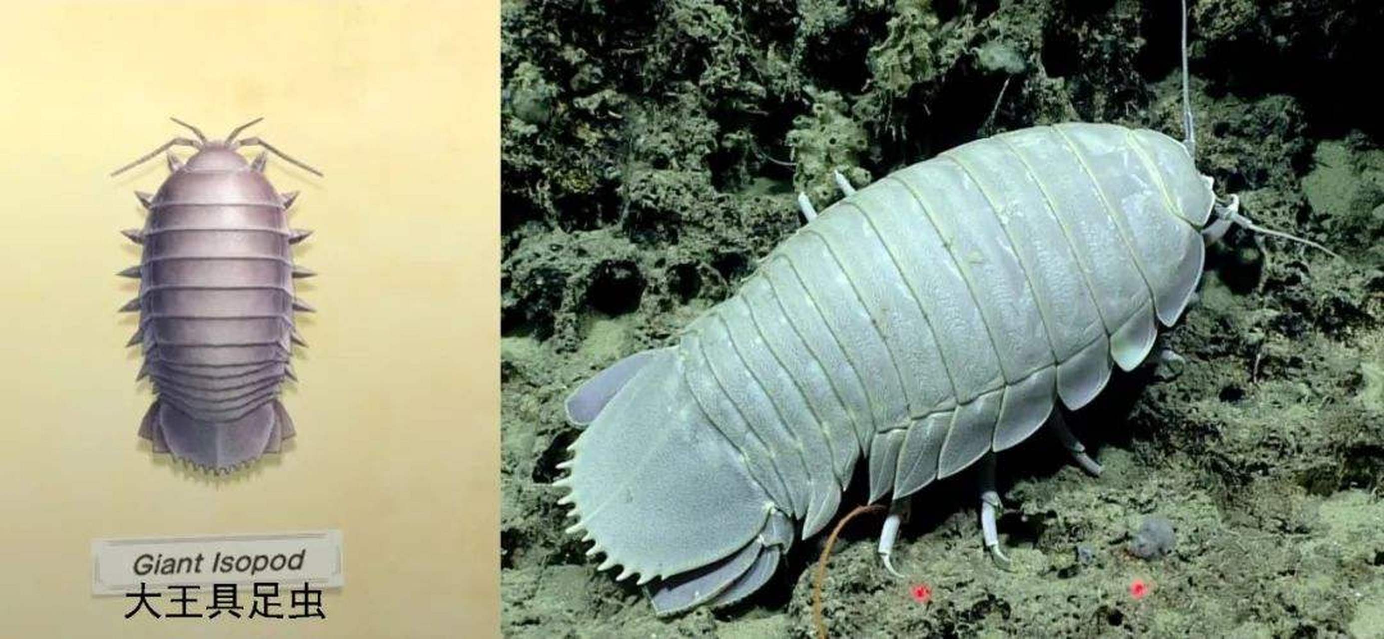 大王具足虫,又名巨型深海大虱,巨型等足虫,成年大王具足虫的体长