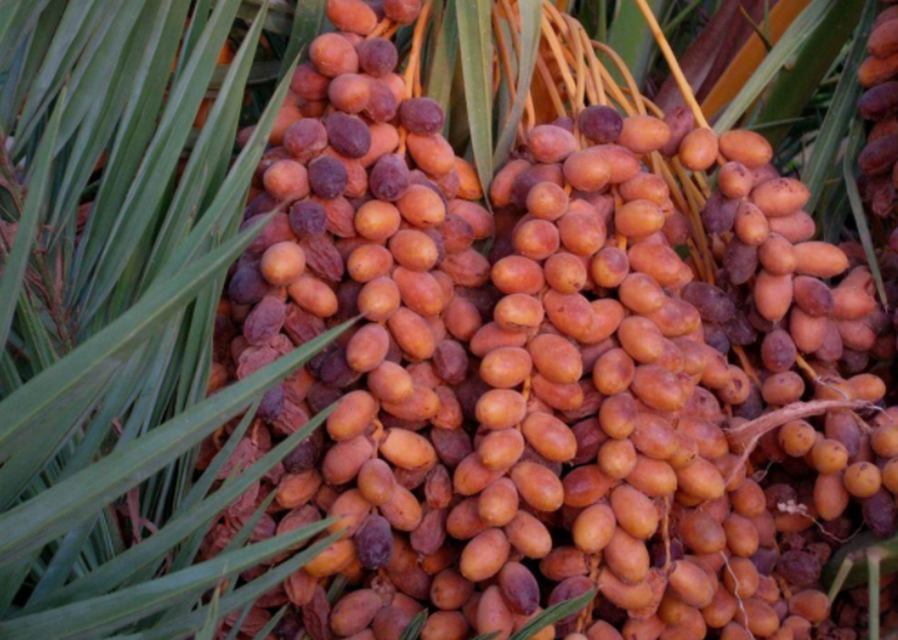 伊拉克是有名的栆椰之国,这个国家的枣椰树约有3000万棵,约占世界总数