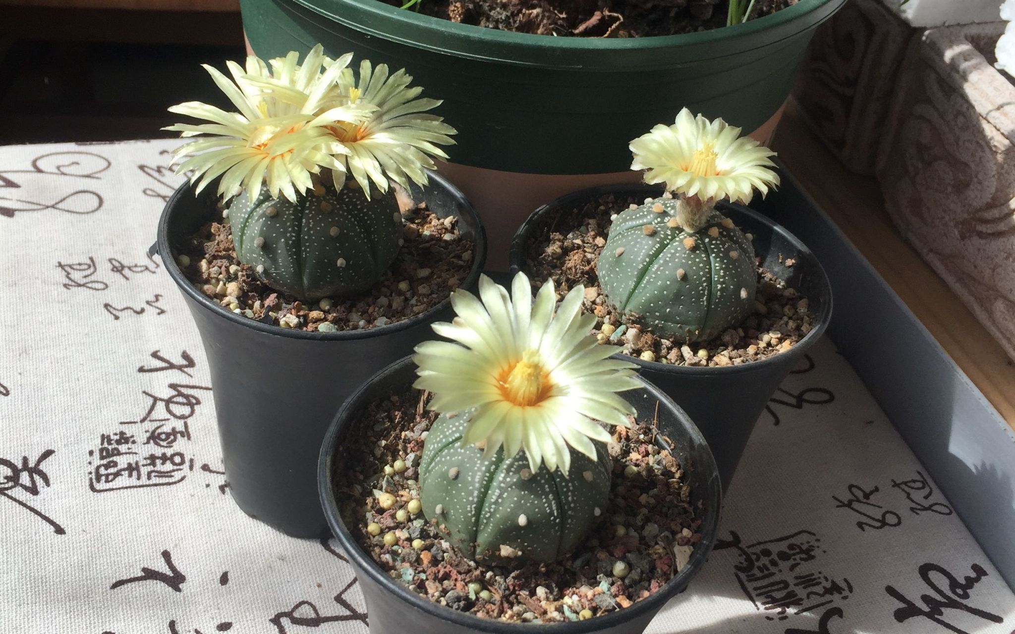 认识仙人球——星兜 星兜是星球属的仙人球品种,它整个球体一点刺也没