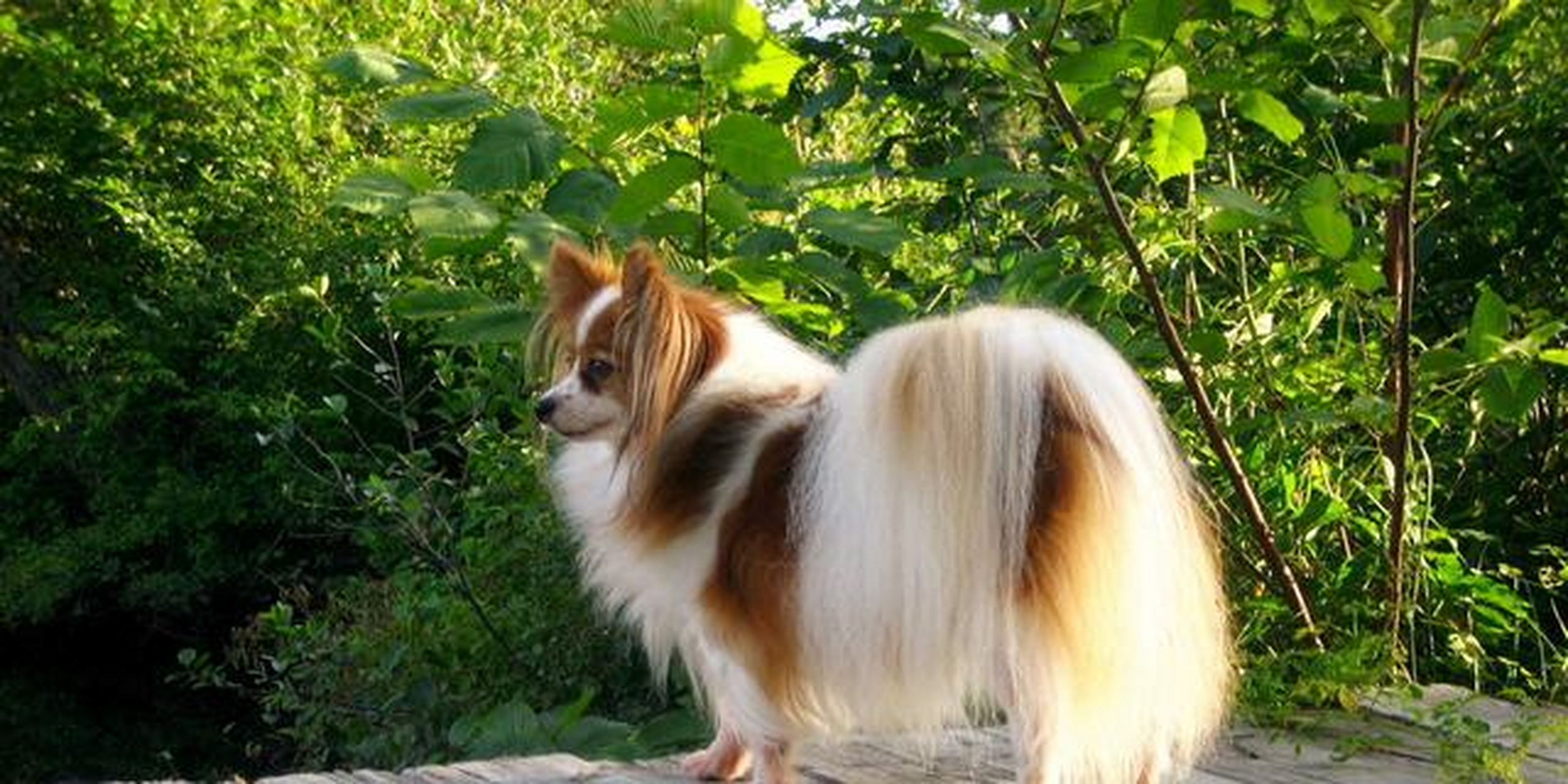 史上最萌的狗狗!法国宫廷犬——蝴蝶犬,非你莫属!