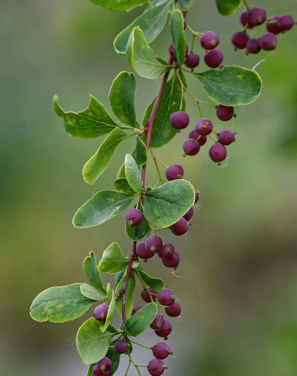 分享图片:美丽的毛芯木,又名雪果,雪梅    这小果子真漂亮,有着梦幻般