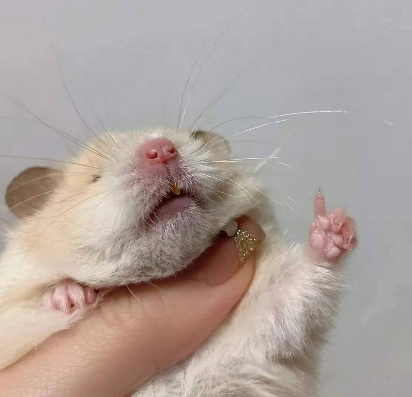 可可爱爱仓鼠头像91 我真的很喜欢仓鼠头像呀 终于找到啦