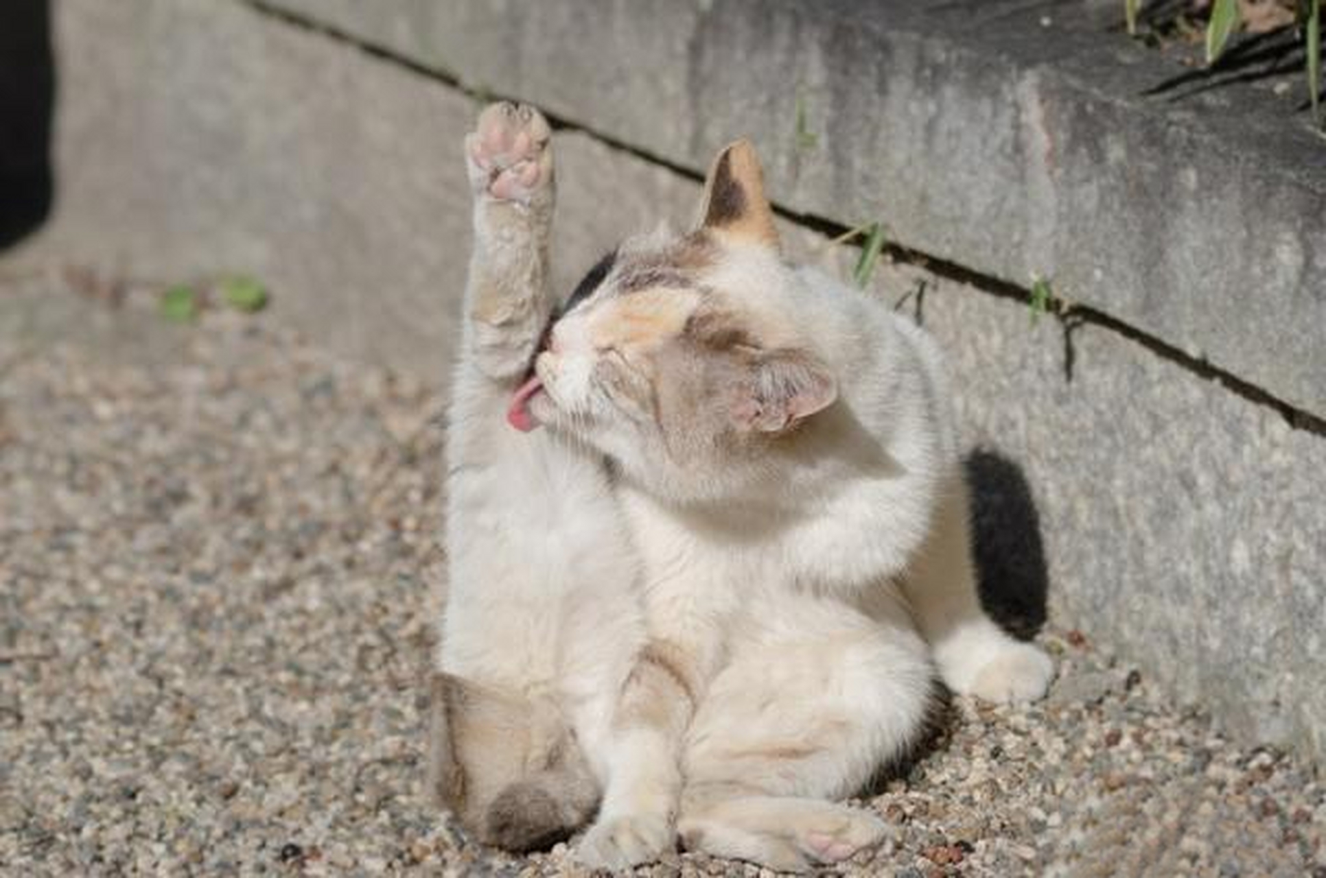 进来看猫片:猫咪高抬腿,这个表演你们打几分?