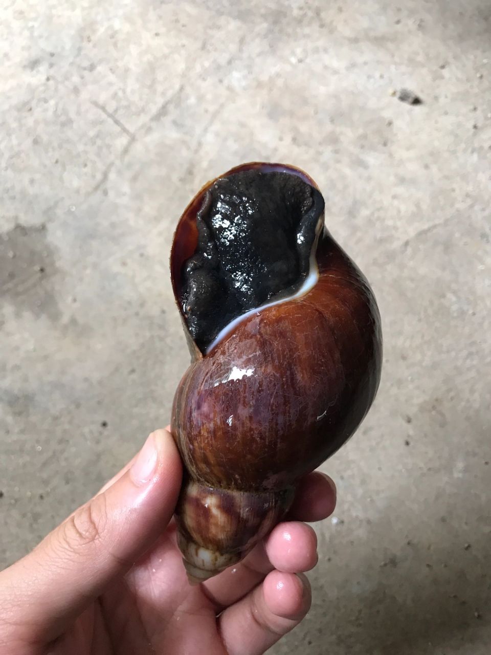 这种大田螺能不能吃?