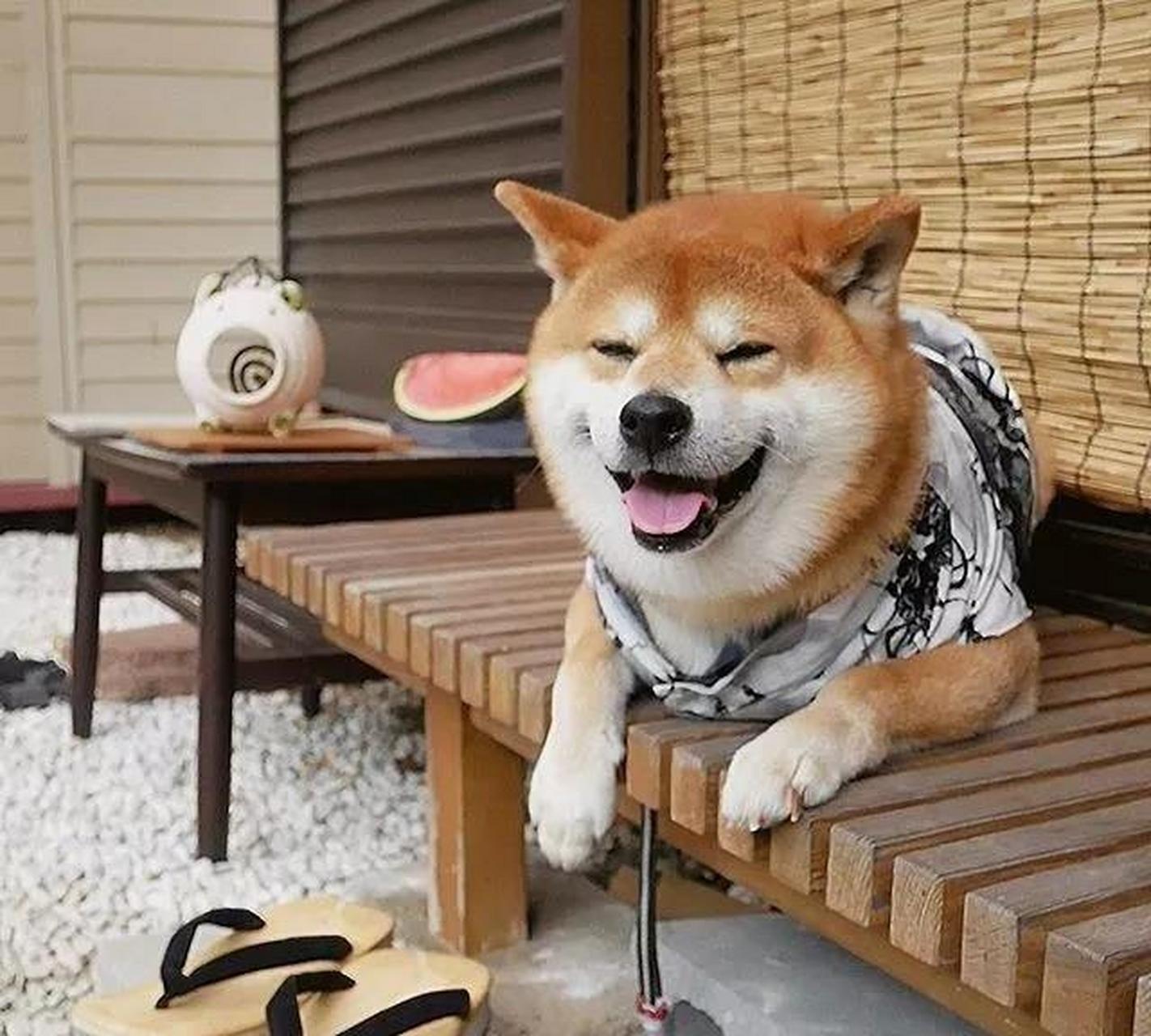 网友:网红柴犬,因笑容太治愈走红网络,当头像不错!