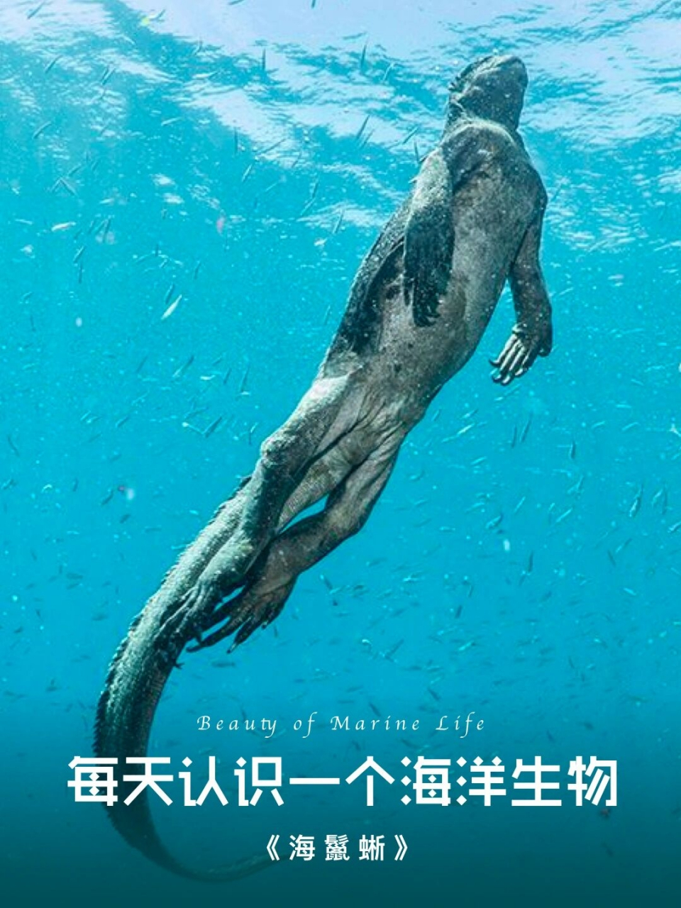 每天认识一个海洋生物  学名:amblyrhynchus cristatu