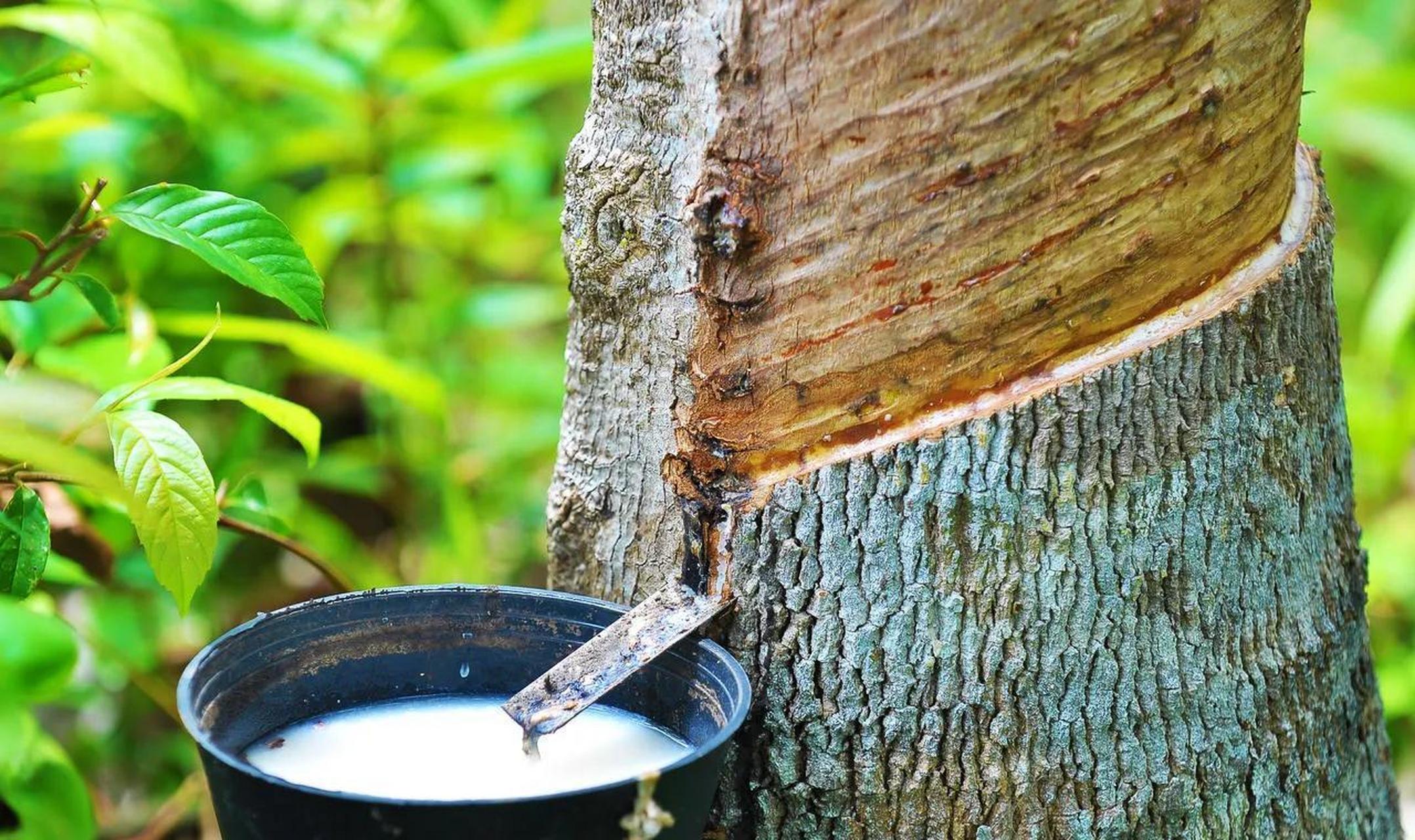 海南的种植户反映,橡胶的价格已经在亏本了,很多人种植户已经开始