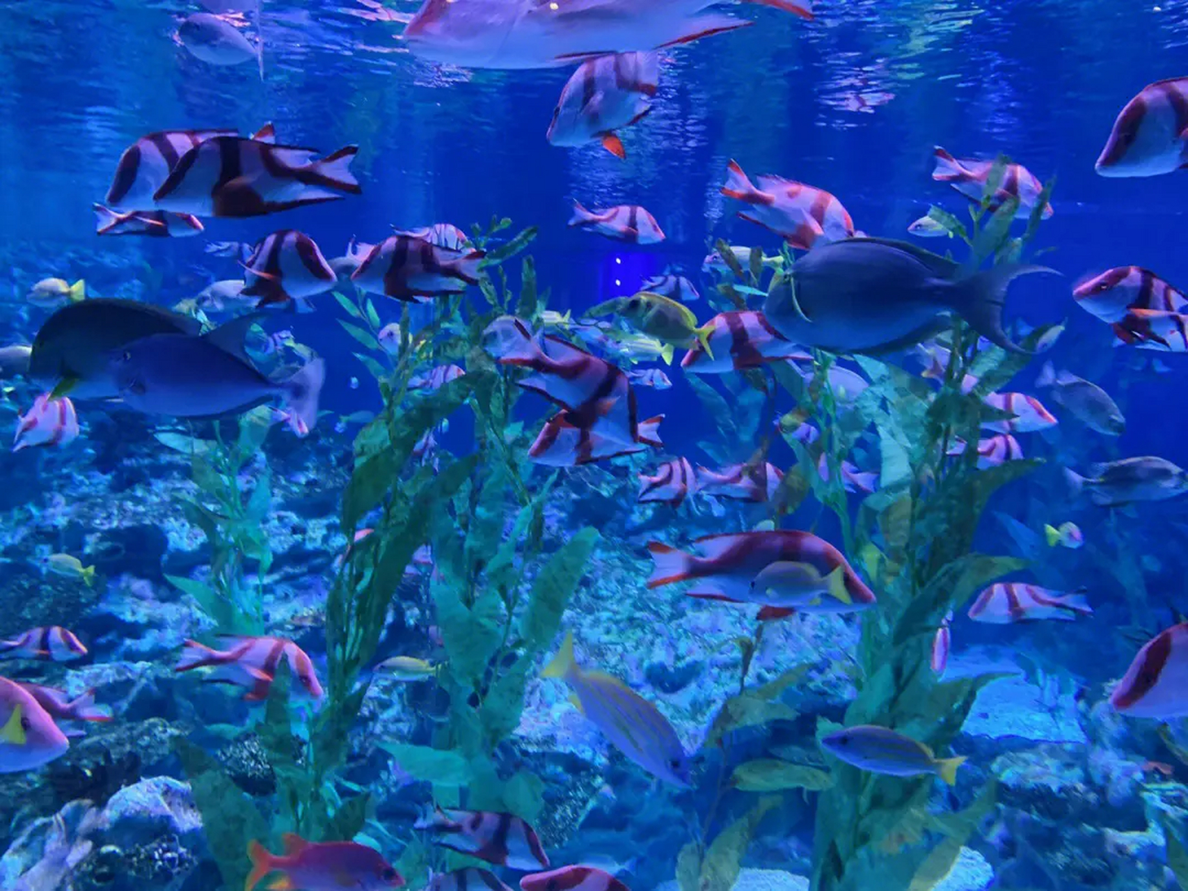 双流海昌极地海洋公园:地处双区境内,时成都市目前唯一的一个海洋主题