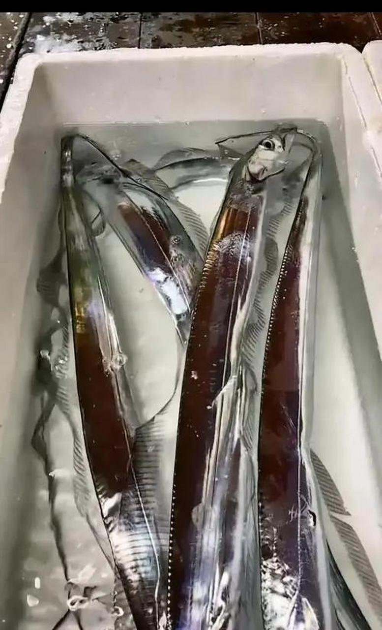 网友:活带鱼原来这么好看,亮闪闪的,你见过吗?