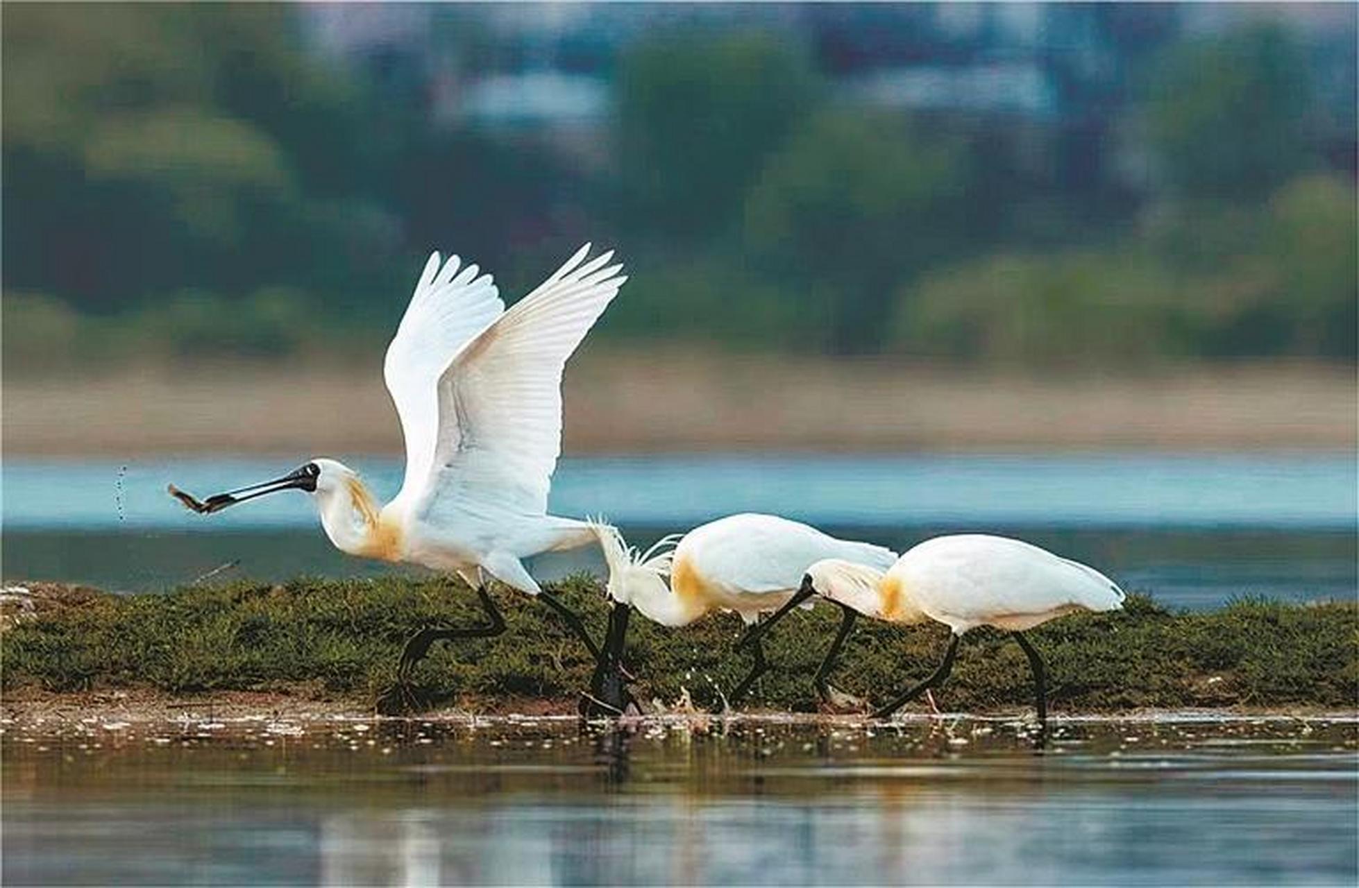 美好辽宁欢迎您# 【庄河新增50余 长海有望过20 大连黑脸琵鹭超42只 