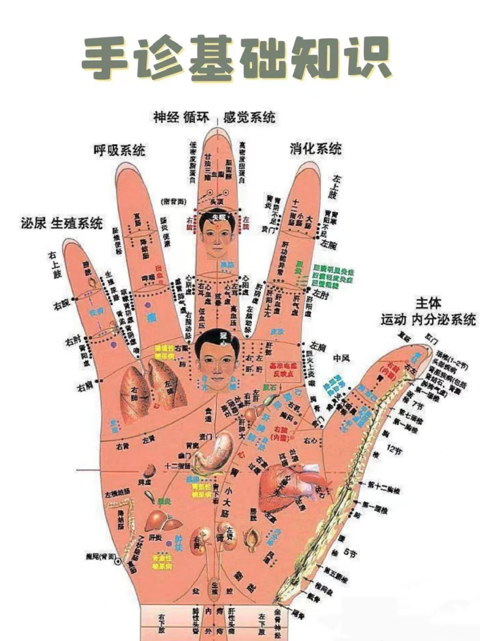 中医手诊口诀,记住了你就是半个中医 1,手心出汗肺脾虚,指肚泛红血脂