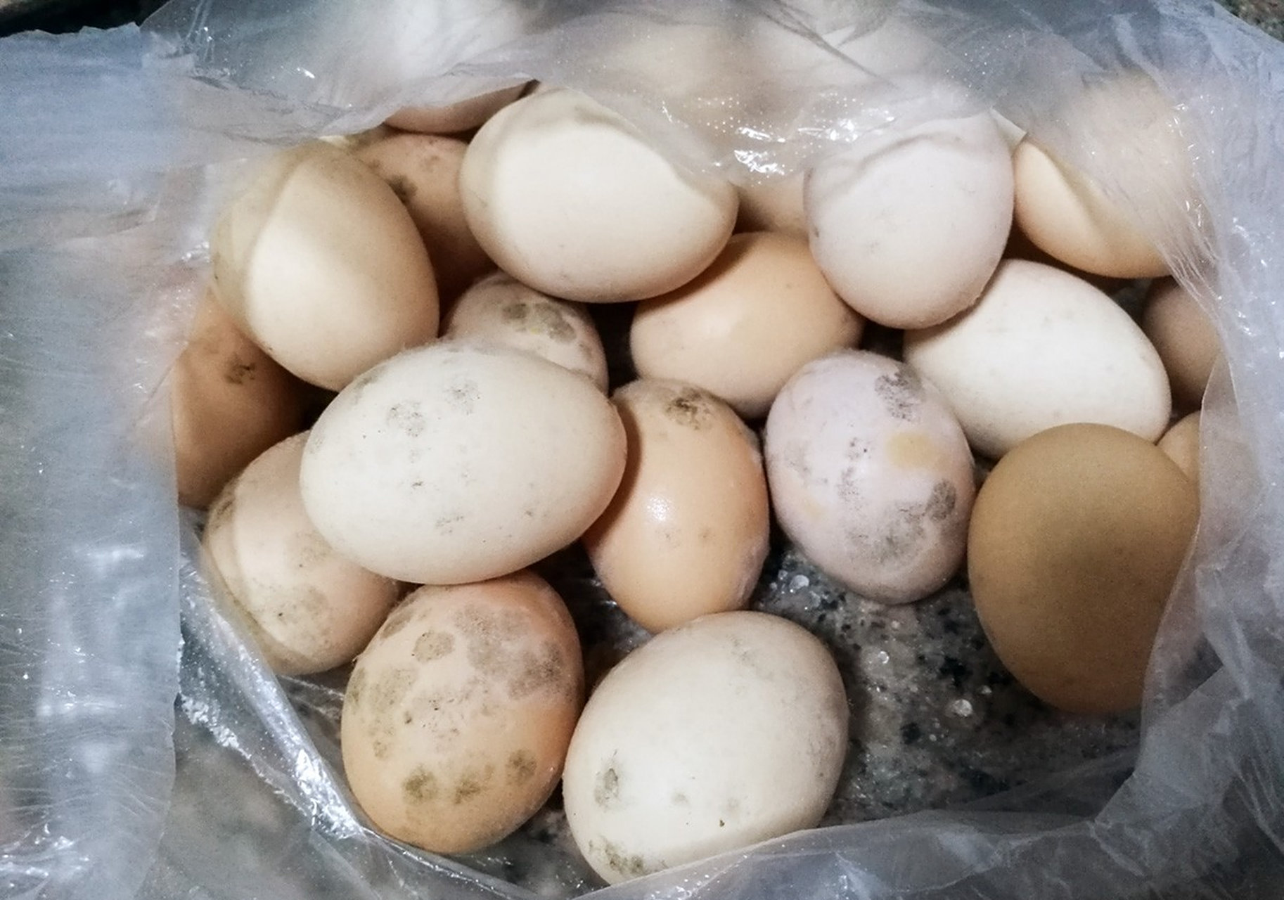 mcn风帆计划#鸡蛋都长霉了,不过里面好像还没变质,不知能不能吃?