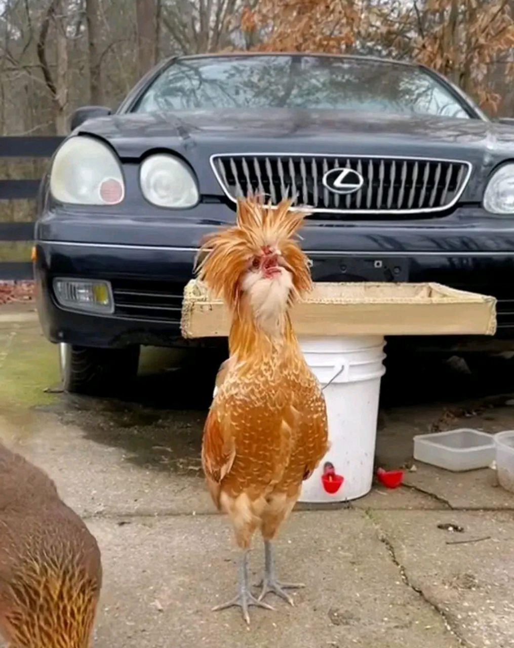 全网发型最酷得公鸡