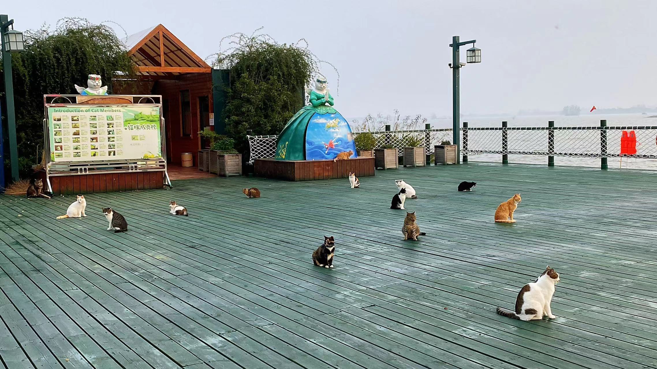 淮安肥猫岛,真的是个超级治愈的地方,每次来淮安就想到这里来撸猫.