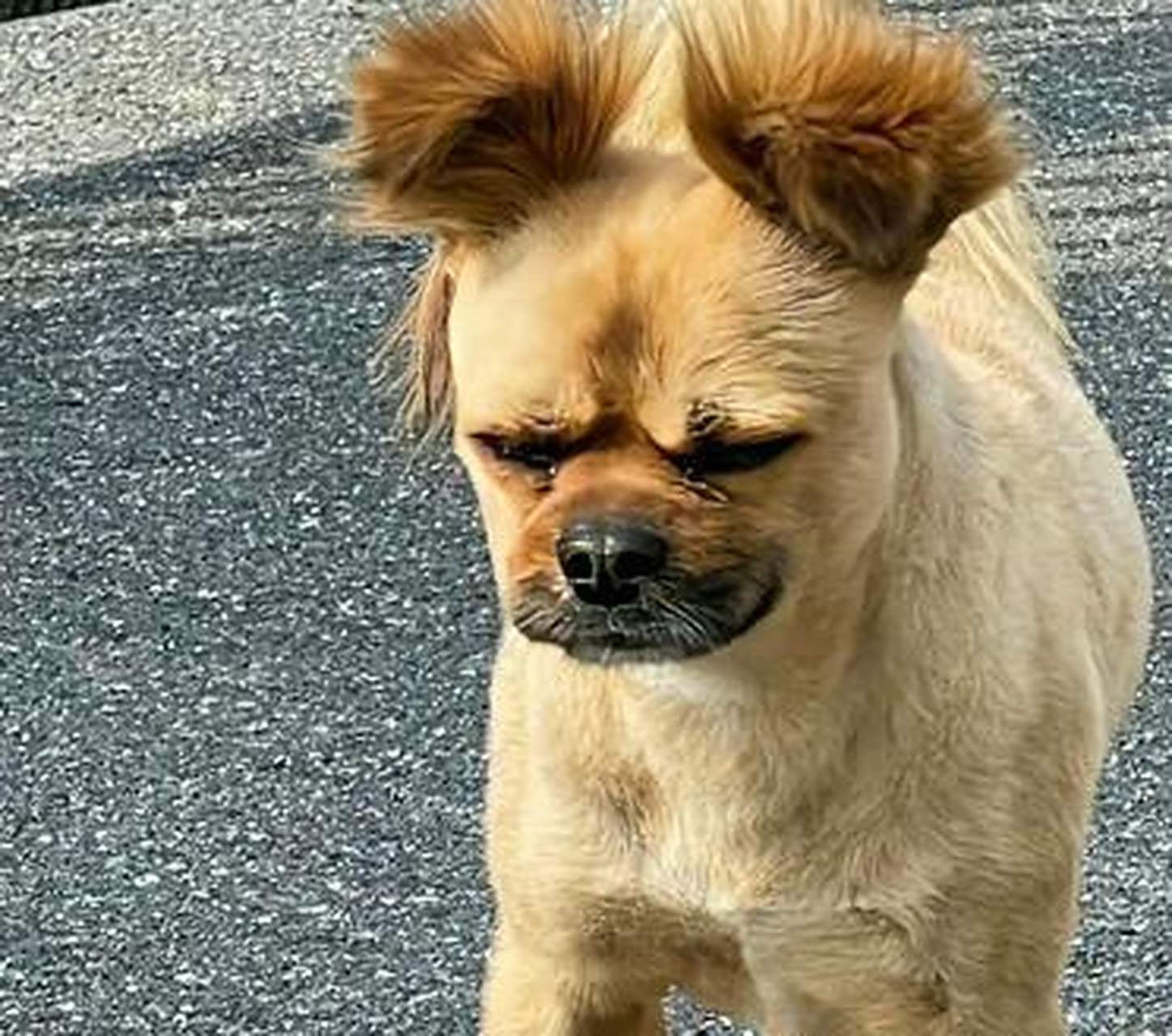 不得不说,这狗的发型,即使放在整条街上,也是相当破解的