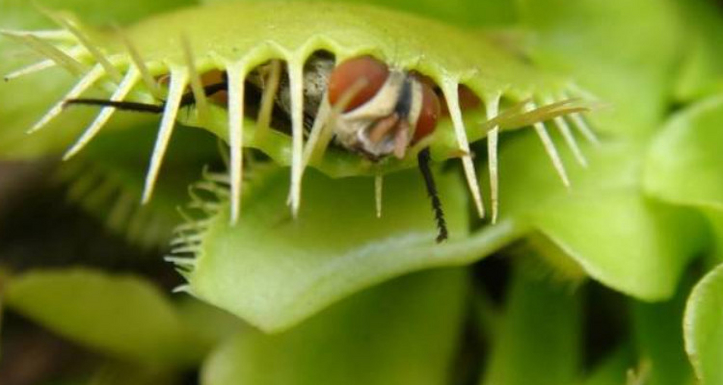 如何种植捕蝇草  捕蝇草是一种独特的食肉植物,它能够通过捕捉小昆虫