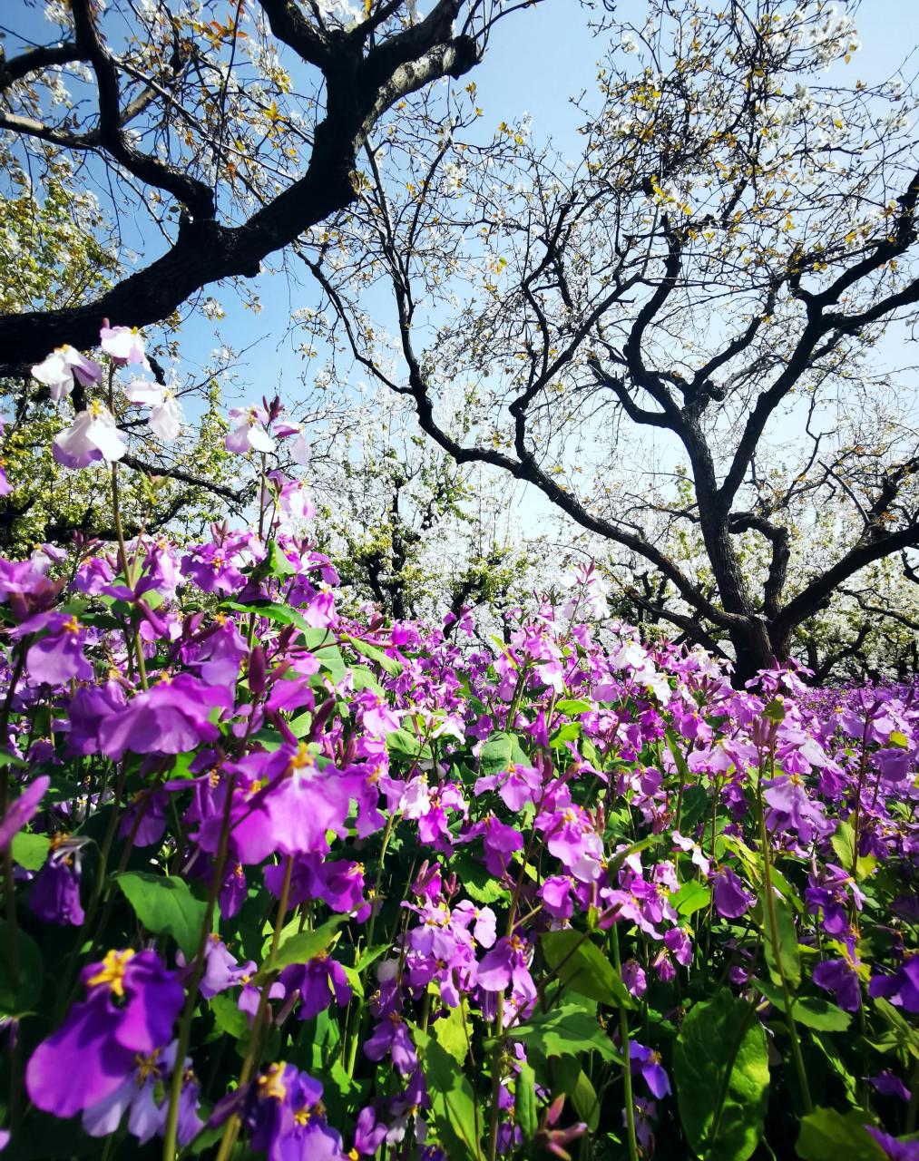 宿迁三台山梨兰会图片