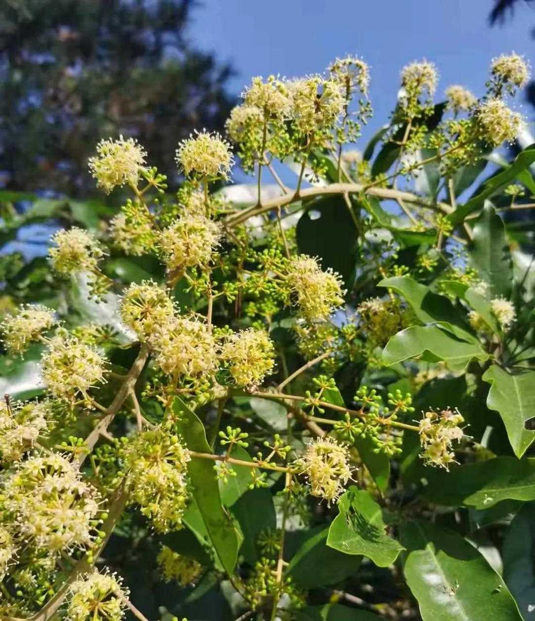 鸭脚木,是岭南特有的中药树种,开花,鸭脚木花蜜具有很好的中药效果.