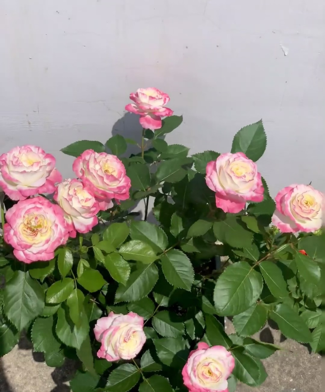 夏天到了,给大家推荐一款很耐热的月季花——初妆,国内知名育种人天狼