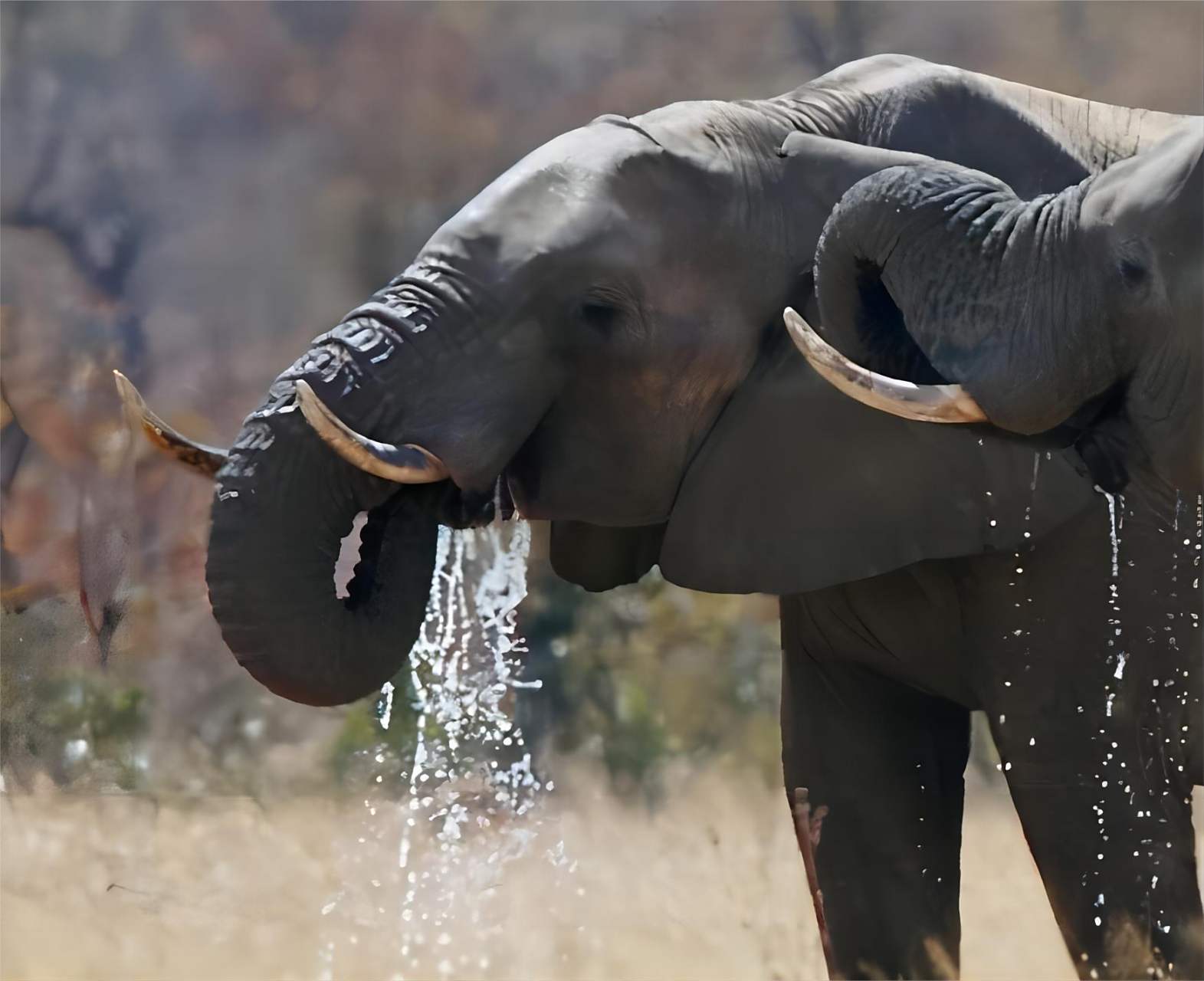 科学家们通过研究发现,大象的鼻子是非常灵活
