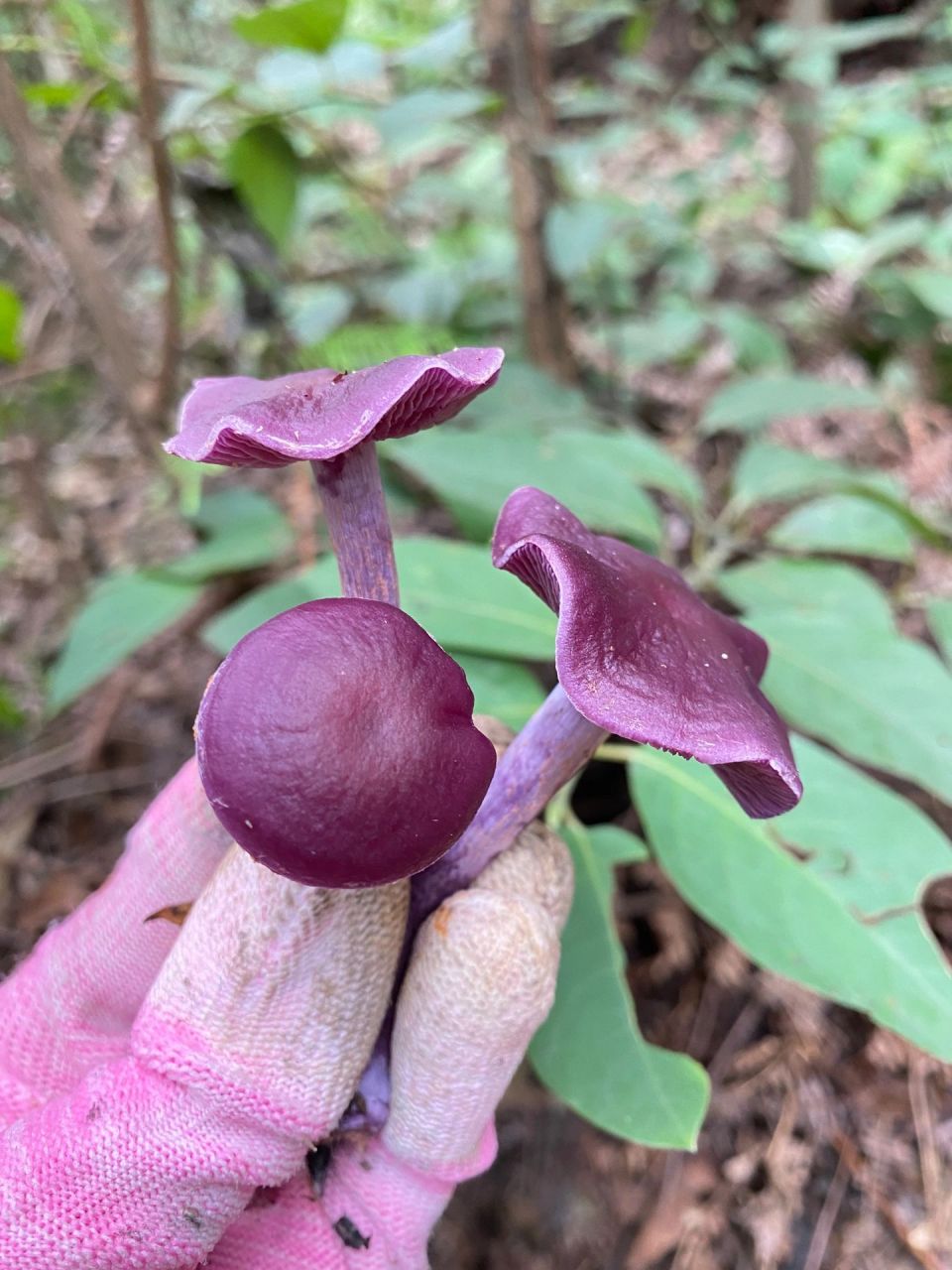 第一次遇到紫色的蘑菇,叫什么名字?
