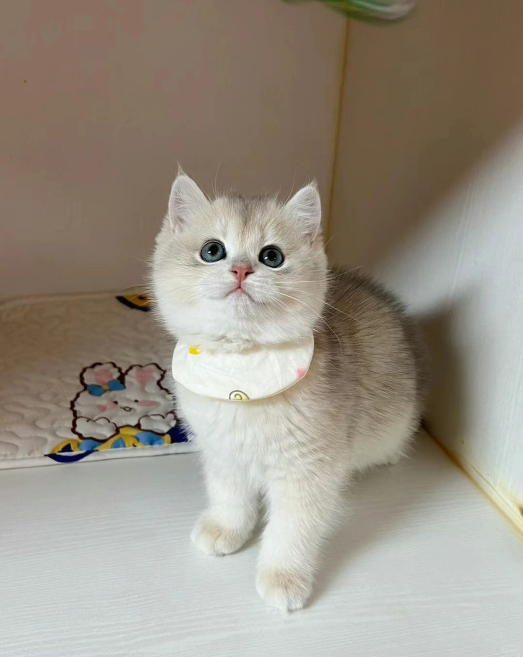 小可爱  蓝金渐层便宜出!