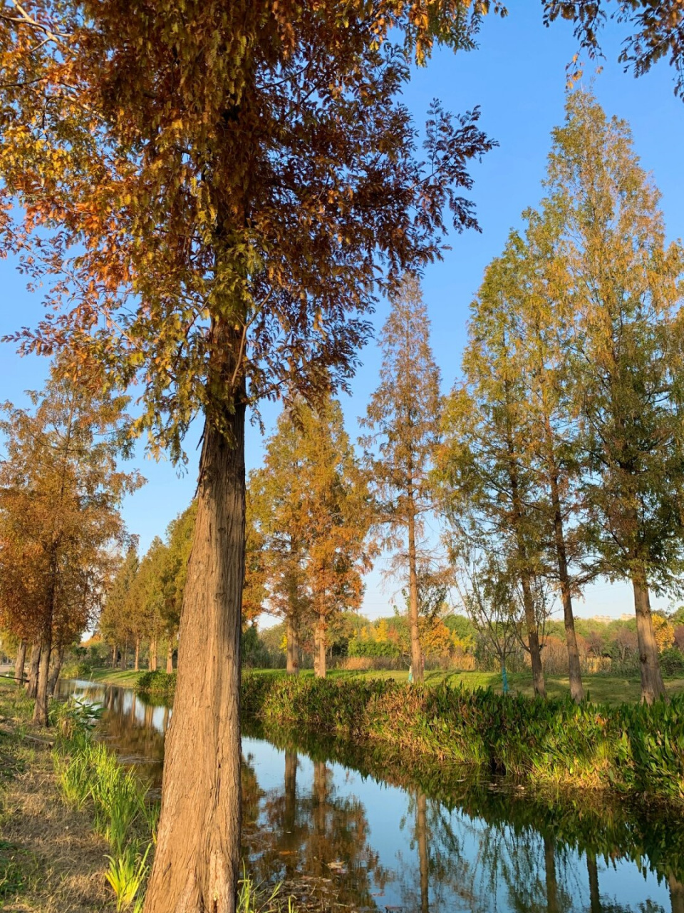 当我走进张毕湖公园,我不禁惊叹这真是一个隐藏的宝藏!