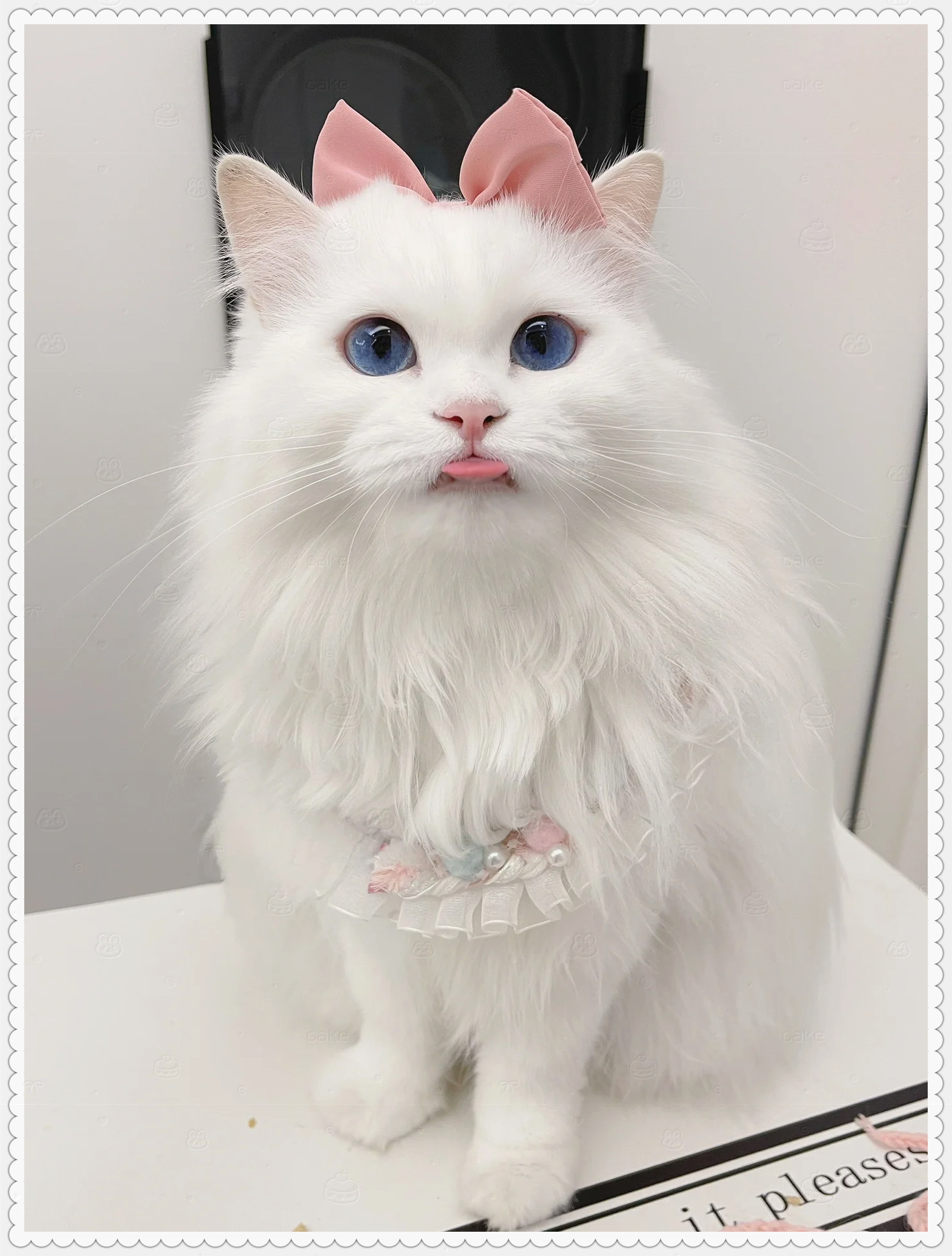 香香软软的小猫咪它的舌头是不是藏着甜甜的草莓味呢?