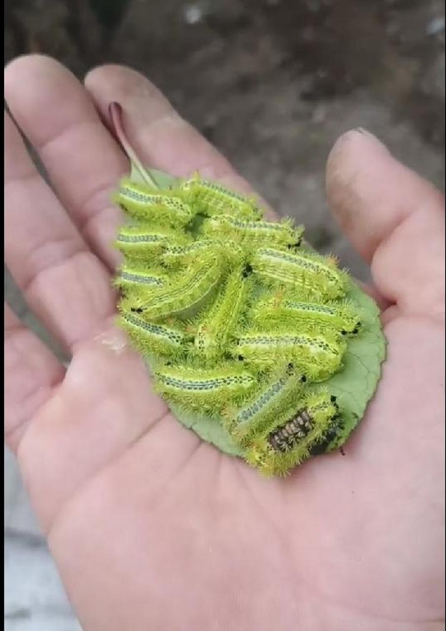 春天里的小可爱毛毛虫,有毒