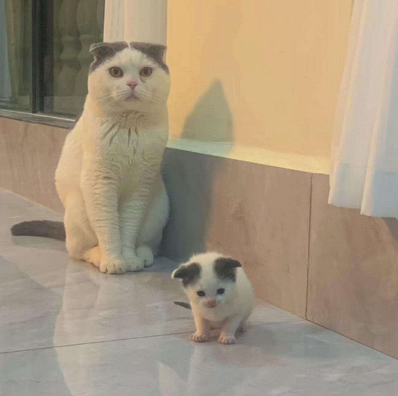 喵崽子完美遗传了猫妈妈的中分发型[偷笑]