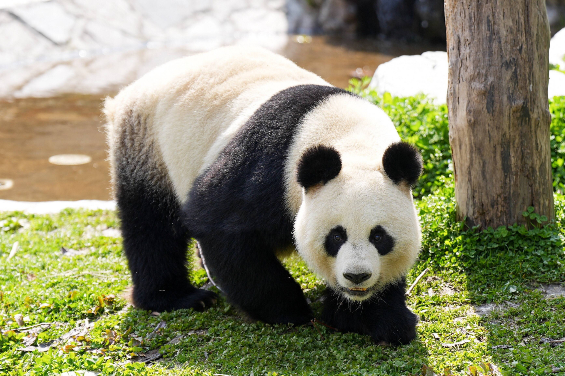 野猫猫水秀:2008年在四川省绵阳市 水秀村 被村民发现受伤的野生大