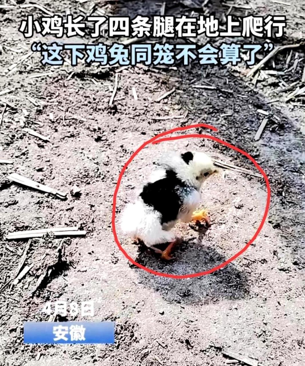 现在出现了越来越多四条腿的鸡这样的生物变异,让人感到十分恐惧,未来