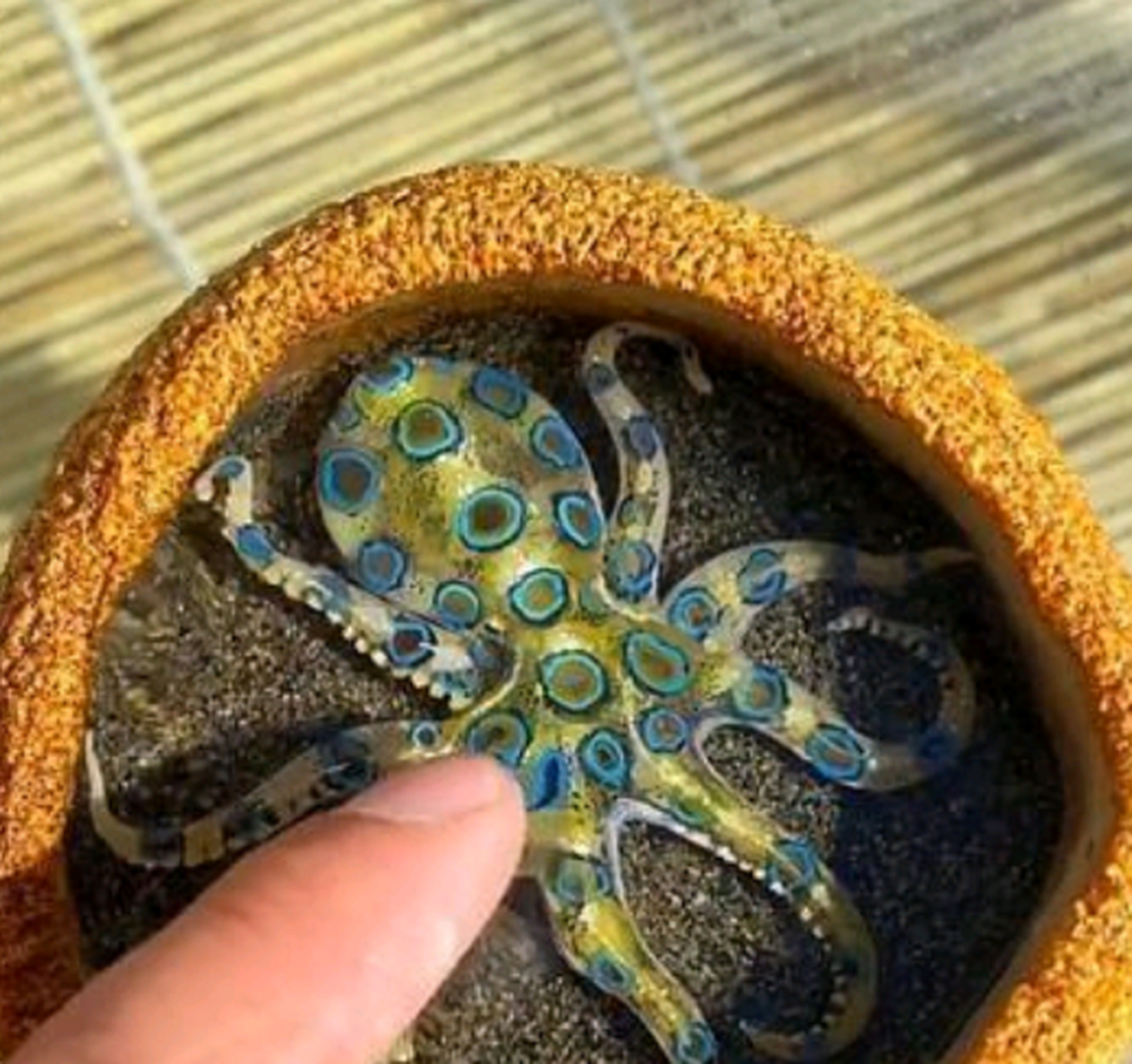 听说蓝环章鱼很好活,养它需要注意什么呀