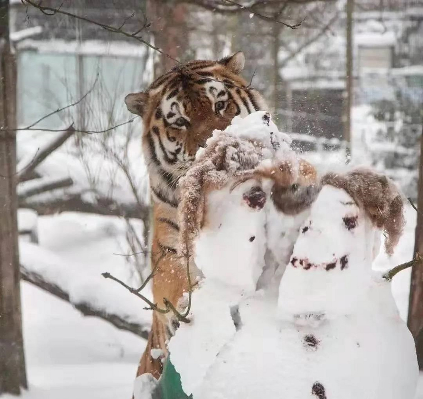 被东北虎温柔抚摸的雪人,脑袋炸了哈哈哈#老虎#动物