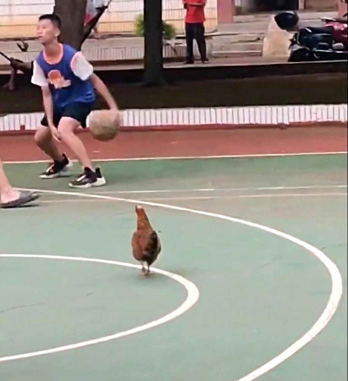 可以说,鸡哥也渴望加入他们一起打篮球.