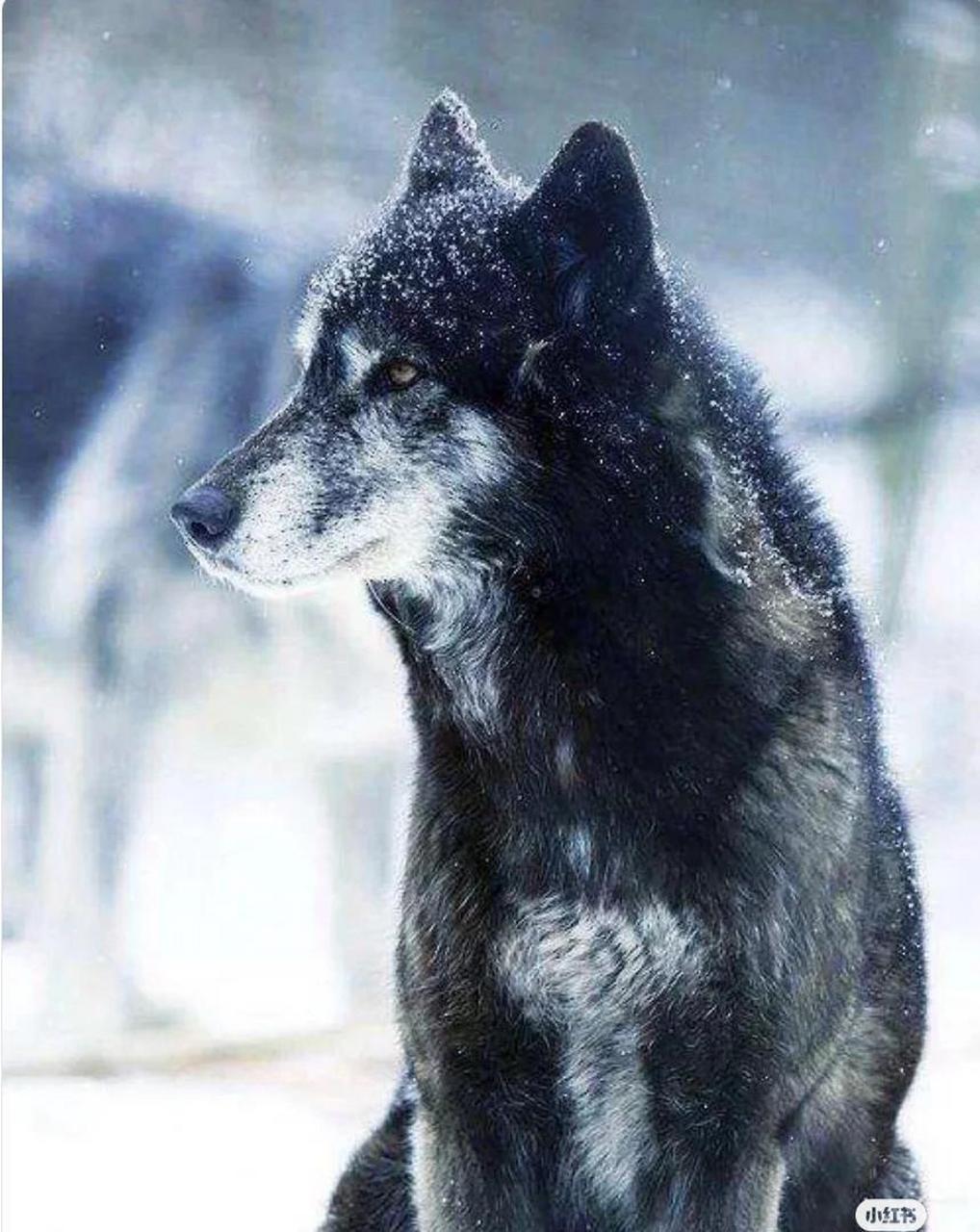 动物世界,雪地里的狼