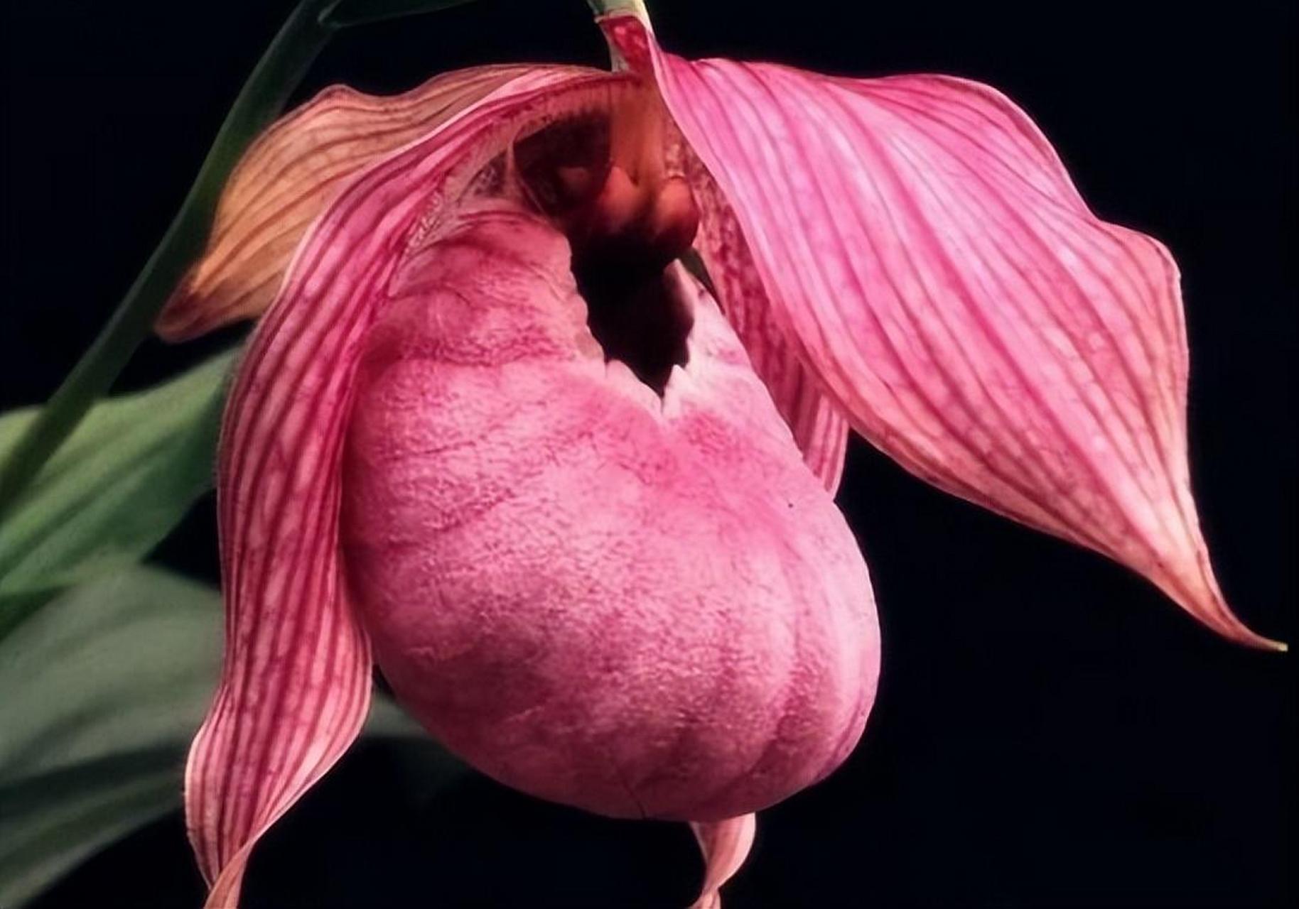 长相奇特的50种花:仙女鞋是一种非常罕见的植物,花语是"稀有".