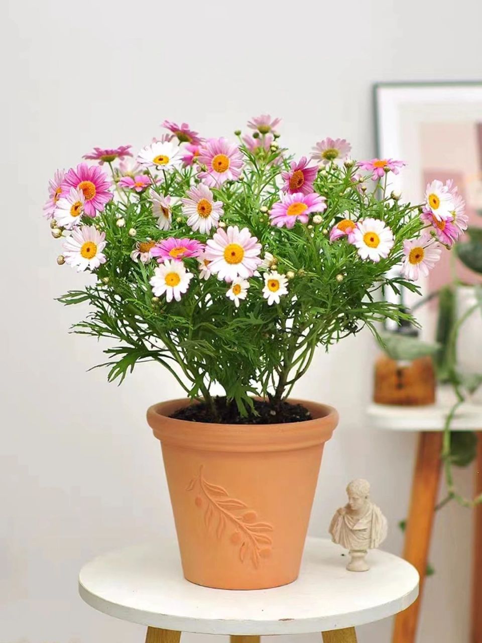 原名:木茼蒿,又名木春菊,法兰西菊,是菊科木茼蒿属植物.#百科# #三农