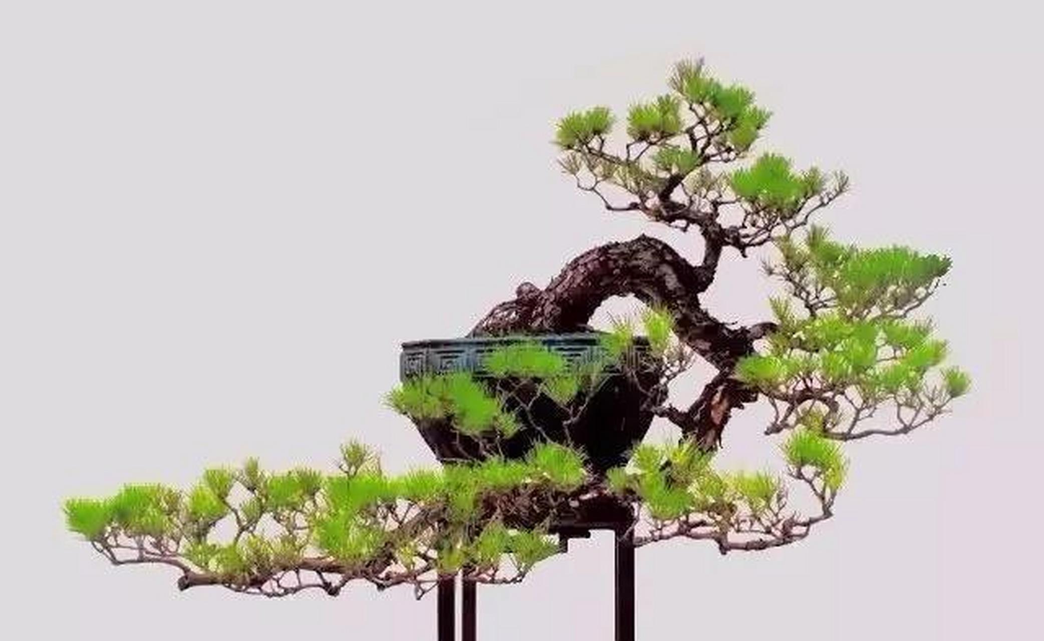 "捞月式盆景" 是传统的悬崖式盆景中的一种, 整个姿态飘逸,气势比较