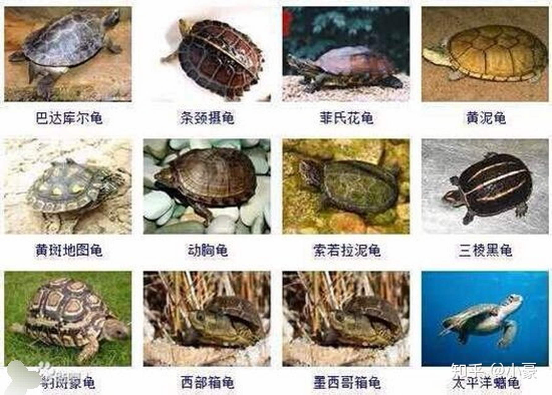 海龟种类有多少?