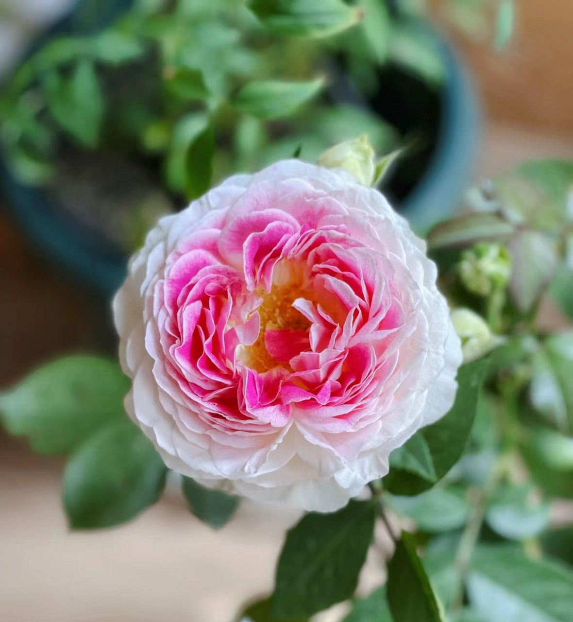 来带大家认识一个没啥缺点的品种——根西月季,又名假日岛芍药,小灌木