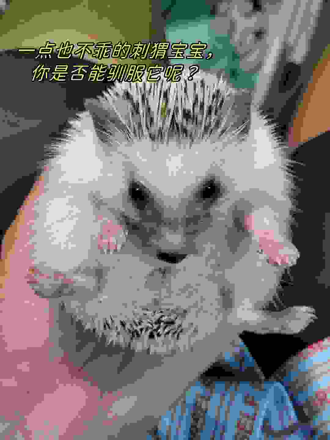 一点也不乖的刺猬宝宝你是否能驯服它呢?