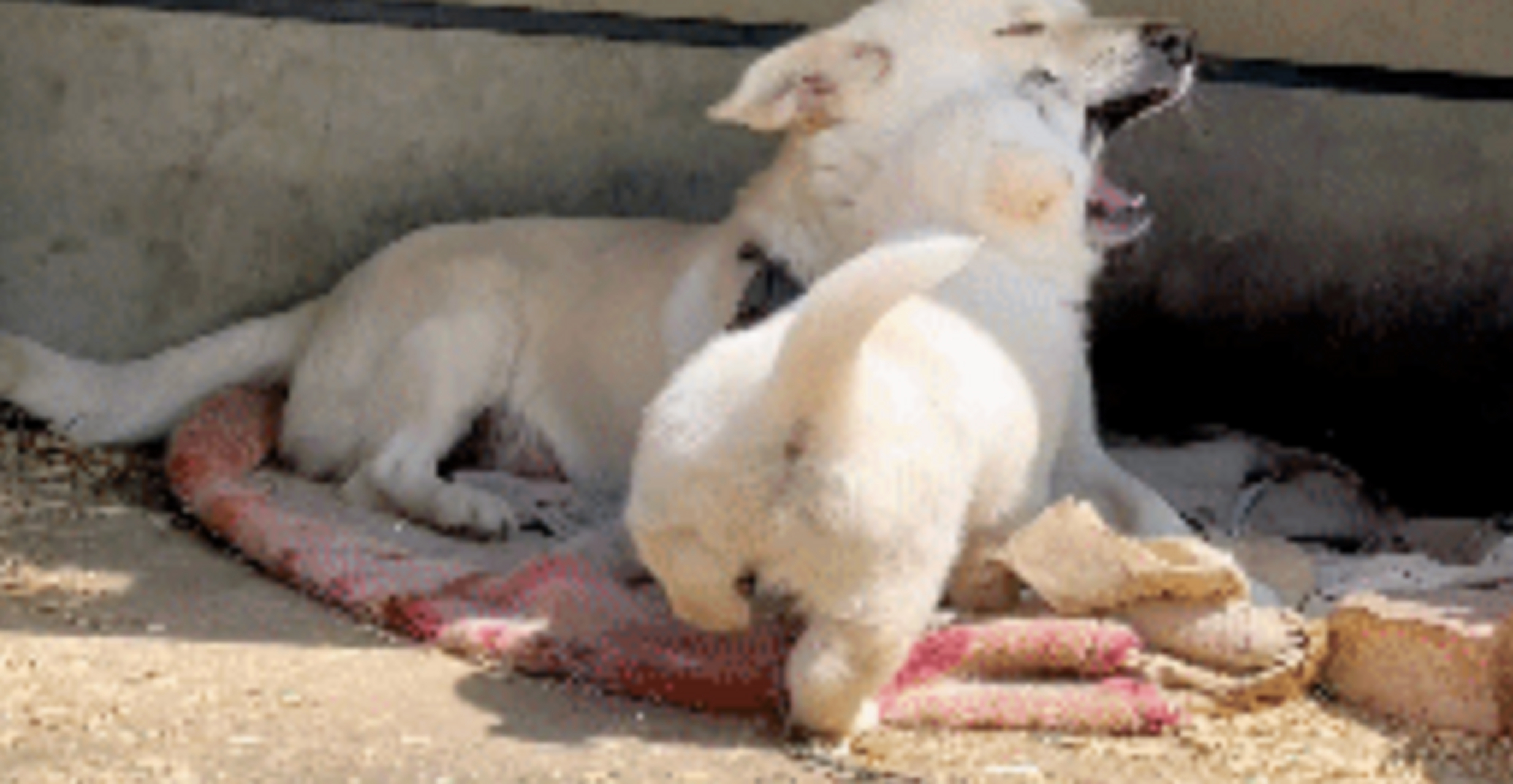 有妈的孩子像块宝,小奶狗跟妈妈撒娇的样子,真是太可爱了!